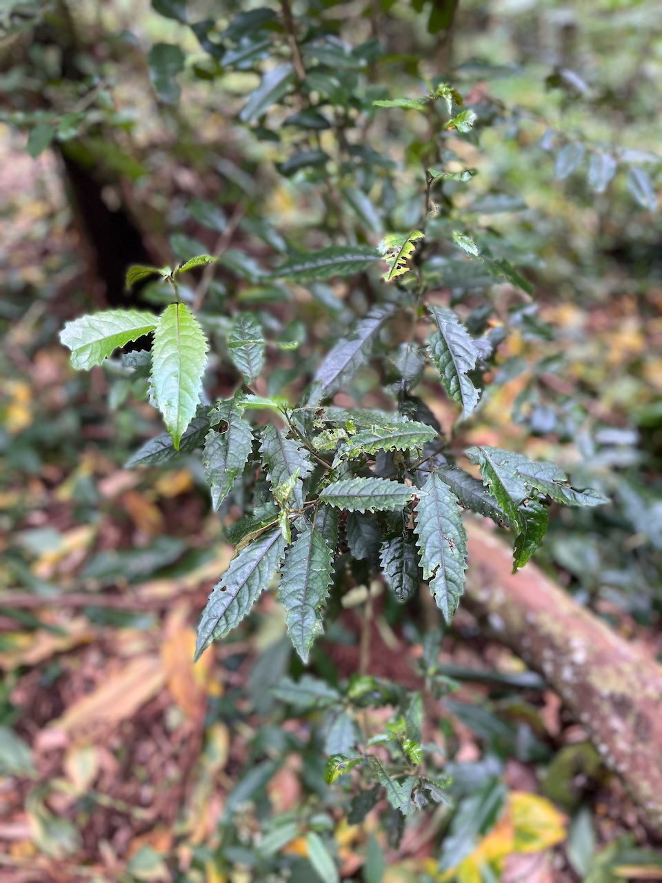 9. Claoxylon racemiflorum - Bois d'oiseaux- Euphorbiacée-E..jpeg