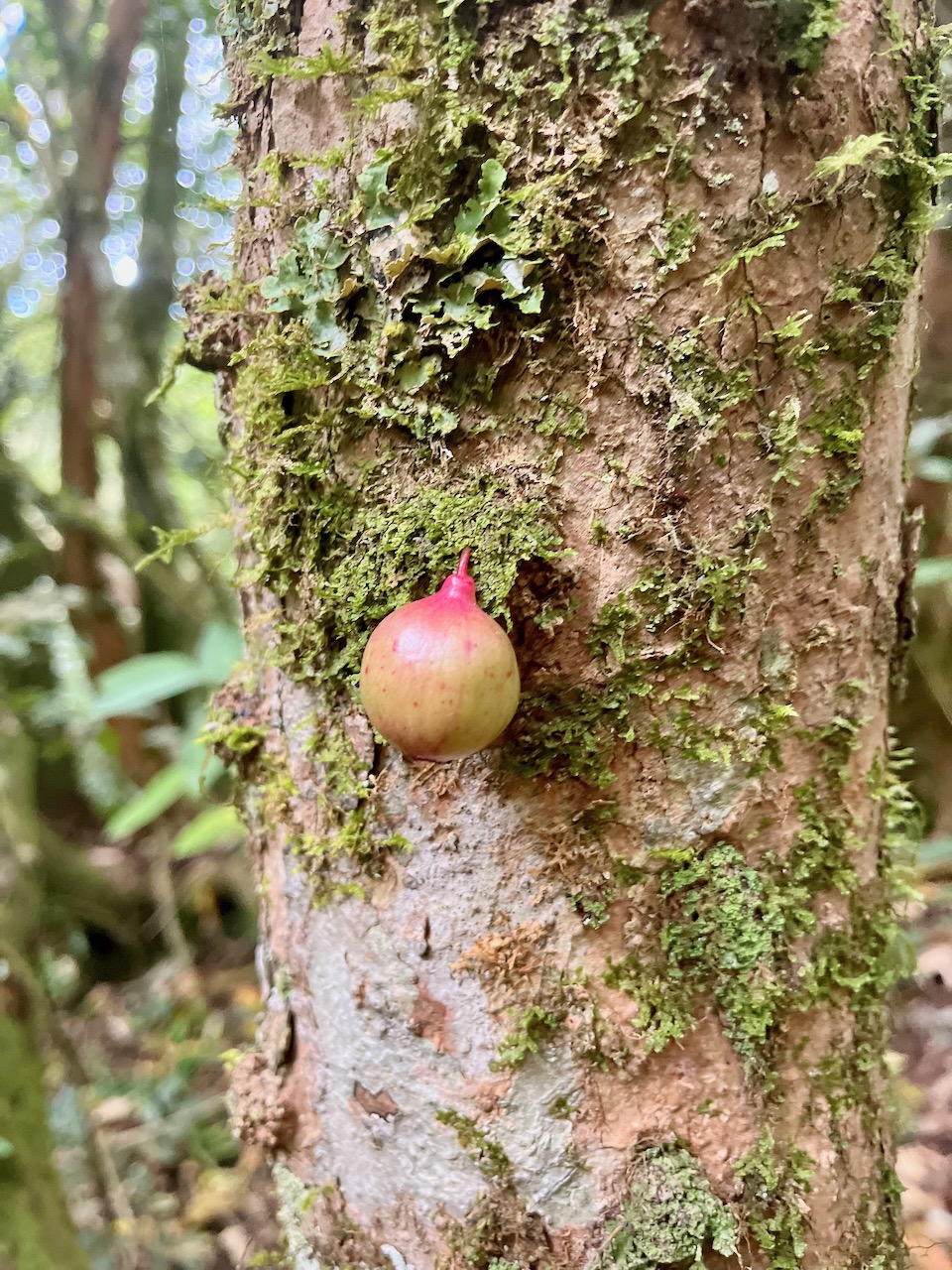 10. Fruit (Pomme) de Syzygium cymosum - Bois de pomme rouge - Myrtacée - B.jpeg