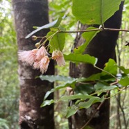 13. Syzygium borbonicum  - Bois de pomme blanc - Myrtaceae  - Indigène.jpeg