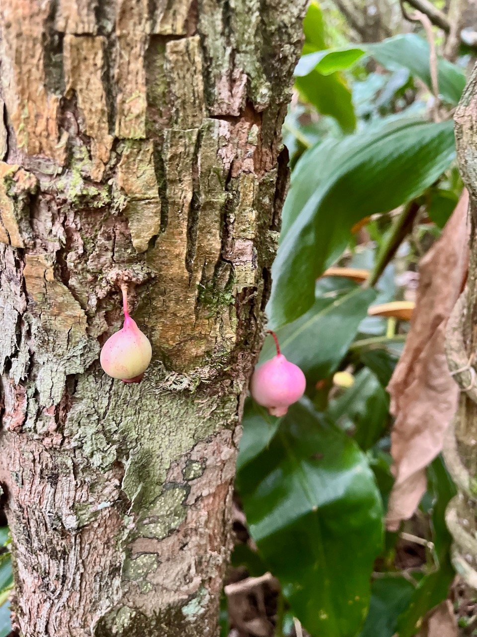 16.Fruit (Pomme) de Syzygium cymosum - Bois de pomme rouge - Myrtacée - B.jpeg