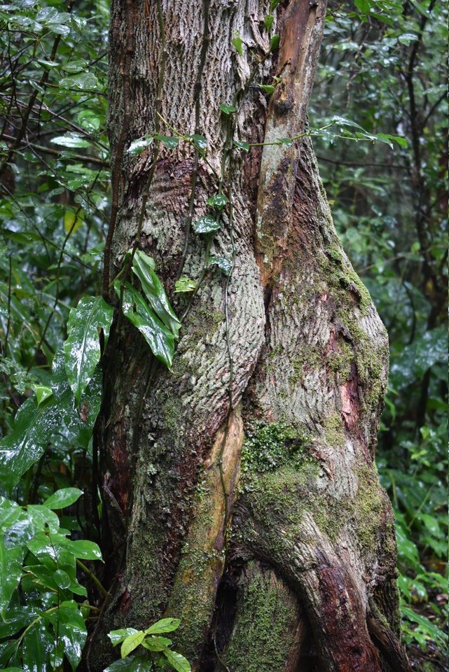 Bois de rempart étrangleur