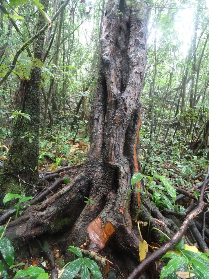 Bois jaune martyrisé.DSC09971