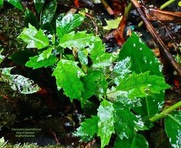 Claoxylon racemiflorum .bois d'oiseaux .euphorbiaceae. P1710581