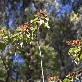 Dombeya_acutangula-Mahot_tantan-MALVACEAE-Endemique_Mascareignes-MB4_1033.jpg