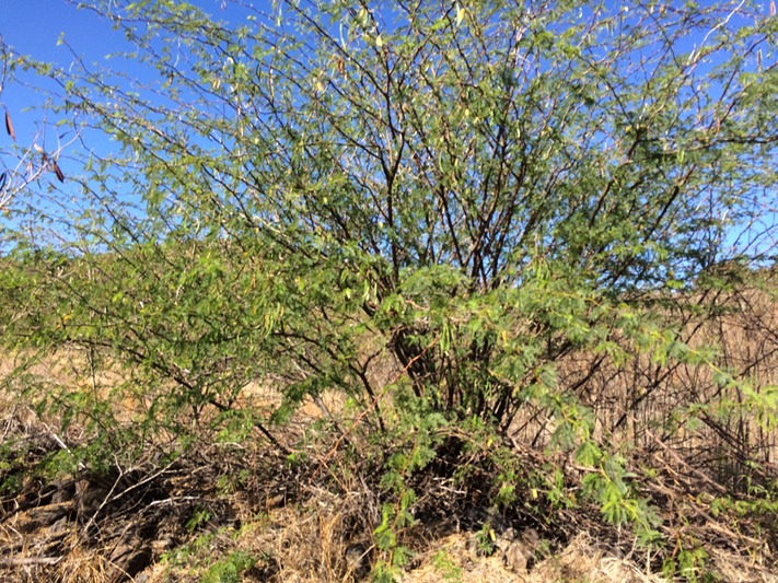 1 Prosopis juliflora IMG_0757