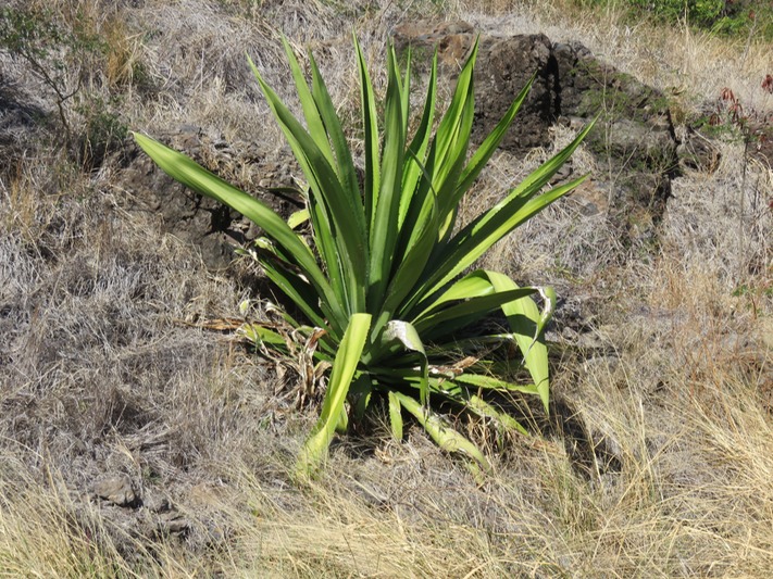11 Furcraea foetida Choka vert IMG_0283