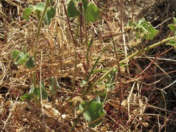 14 Zerbe dure ??? IMG_0284