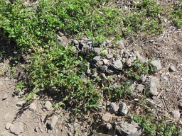 19 Herbe dure IMG_0291