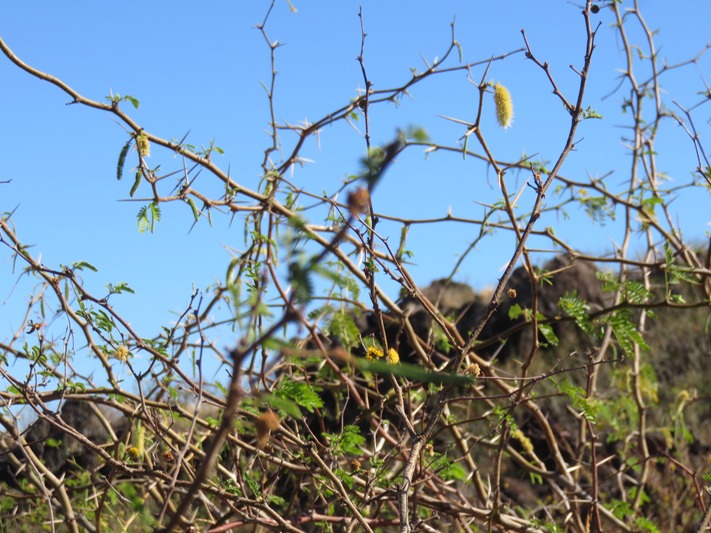 2 Prosopis juliflora IMG_0275