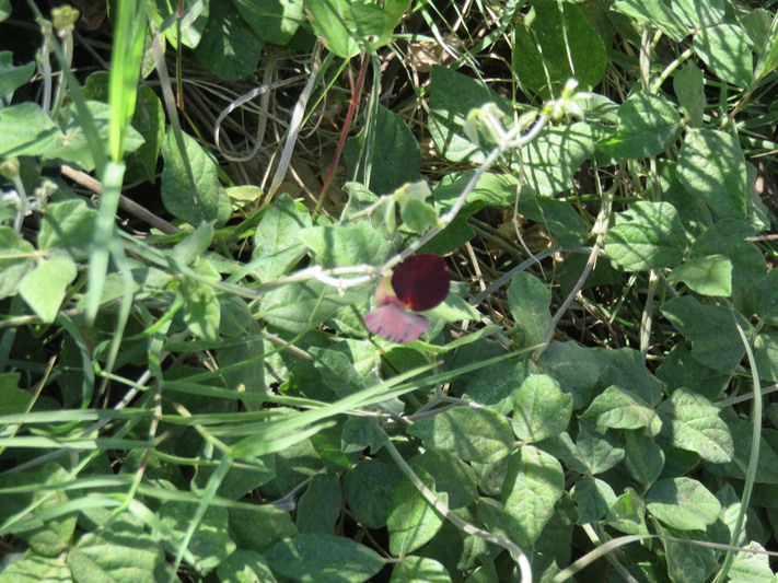21 Siratro IMG_0294