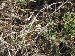 22 Herbe aux cailles ou Casse tout seul IMG_0295