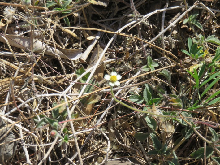 22 Herbe aux cailles ou Casse tout seul IMG_0295