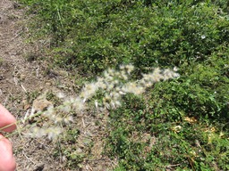 24 Melinis repens Herbe rose IMG_0297