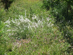 25 Melinis repens - fleurs blanches - Herbe rose  IMG_0298
