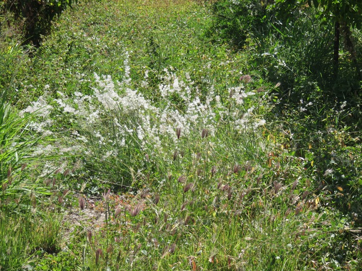 25 Melinis repens - fleurs blanches - Herbe rose  IMG_0298