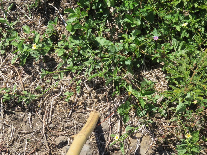 26 Herbe dure IMG_0299