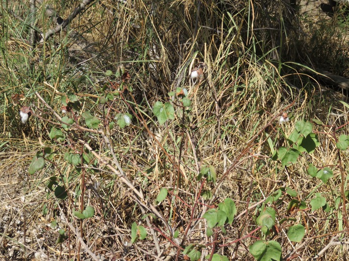 28 Coton IMG_0301