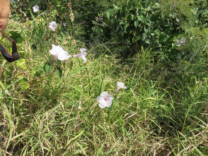 29 Ipomoea carnea IMG_0302