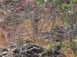 3 ter Pithecellobium dulce Tamarin d’Inde Feuilles juvéniles rouges IMG_0273