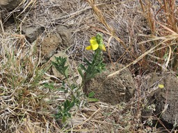 32 Crotalaria berteroana  IMG_0305