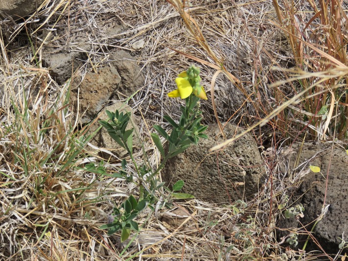 32 Crotalaria berteroana  IMG_0305