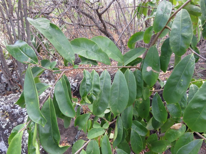 35 Annona squamosa Zatte IMG_0308