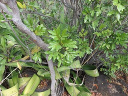 37 Bois de Gaulette Doratoxylon apetalum IMG_0310