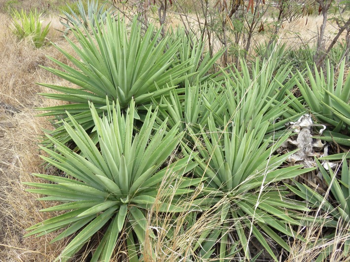 38 Agave angustifolia Choka baïonnette IMG_0311