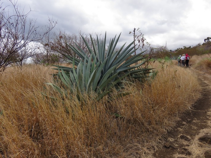 39 Agave americana Choka bleu IMG_0312