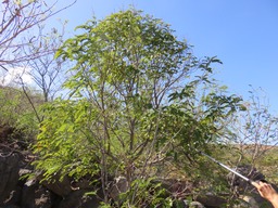 4 ??? Cassia siamea IMG_0276