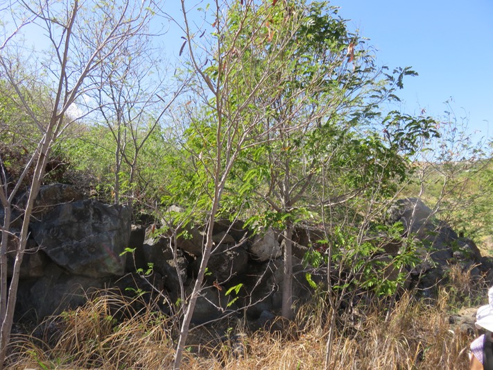 5  ??? Cassia siamea  IMG_0277