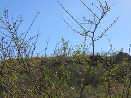 6 Acacia farnesiana IMG_0274