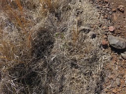 8  Desmodium ??? IMG_0279