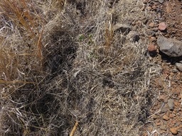9 Desmodium ??? IMG_0280