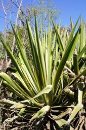 Agave americana marginata - Agavacée-exo