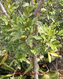Bois de gaulette-2