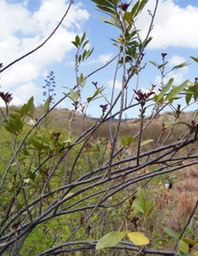 Bois de gaulette