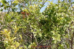 Bois de sinte- Scutia myrtina- Rhamnacée-I