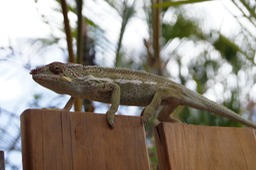Caméléon de chez Mireille