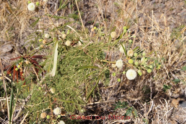 Cassi ou Moza- Leucaena leucocephala - Fabacée - exo