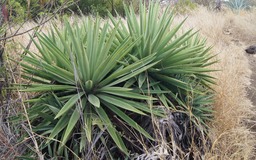 Choca baïonnette- Agave angustifolia - Agavacée-exo