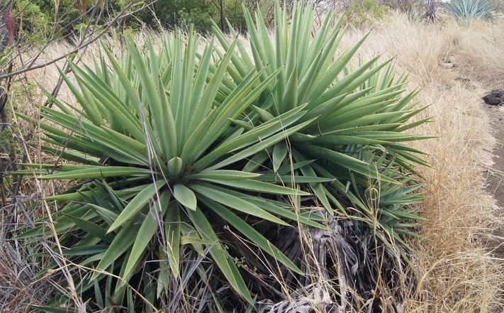 Choca baïonnette- Agave angustifolia - Agavacée-exo