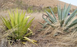 Choca vert -Furcraea foetida et Choca bleu- Agave americana- Agavacées-exo