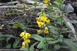 Crotalaire - Crotalaria retusa - Fabacée - exo