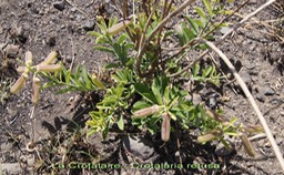 Crotalaire- Crotalaria retusa - Fabacée - exo