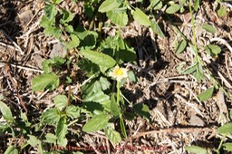 Herbe dure - Sida acuta- Malvacée - exo