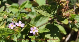 Herbe dure- Melochia pyramidata