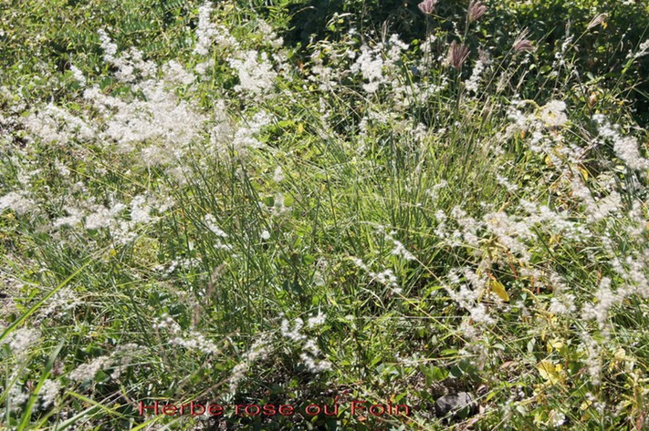 Herbe rose ou Foin ou herbe la misère- Melinis repens - Poacée - exo