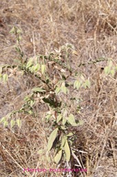Herbe tourterelle- Trichodesma - Boraginacée - exo