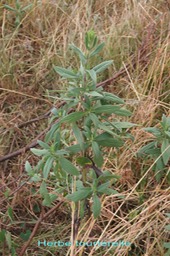 Herbe tourterelle- Trichodesma - Boraginacée - exo-2